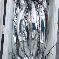 フィッシング キッタカ 釣果