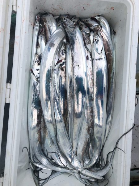 フィッシング　キッタカ 釣果