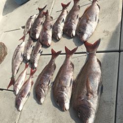 遊漁船メテオ 釣果