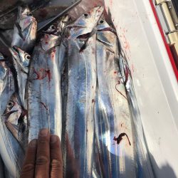 フィッシング　キッタカ 釣果