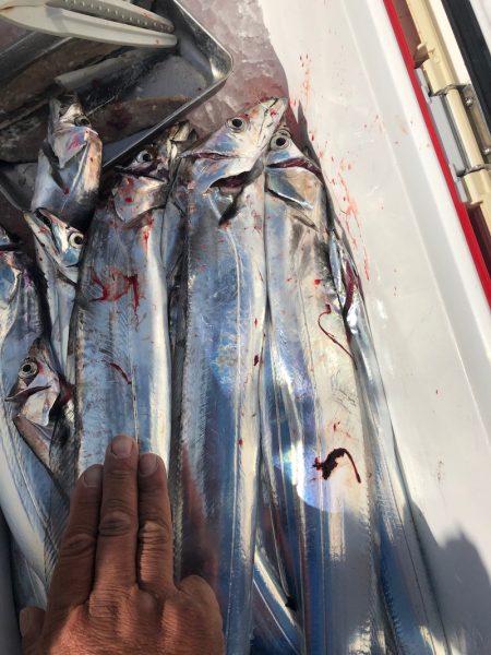 フィッシング　キッタカ 釣果