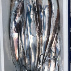 フィッシング キッタカ 釣果