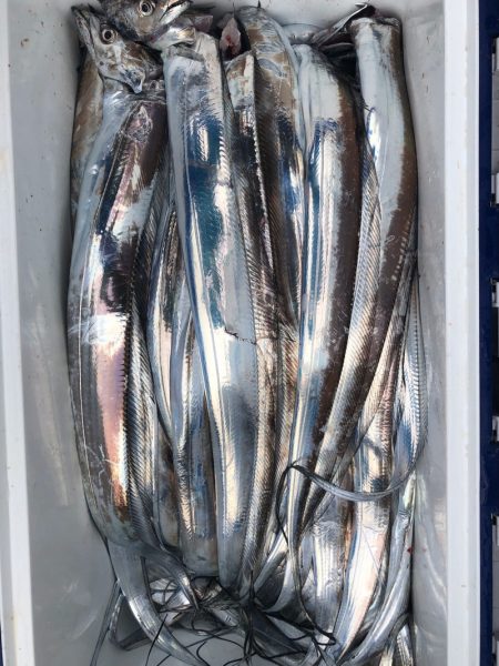 フィッシング キッタカ 釣果