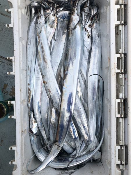 フィッシング キッタカ 釣果