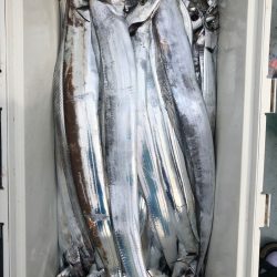 フィッシング キッタカ 釣果