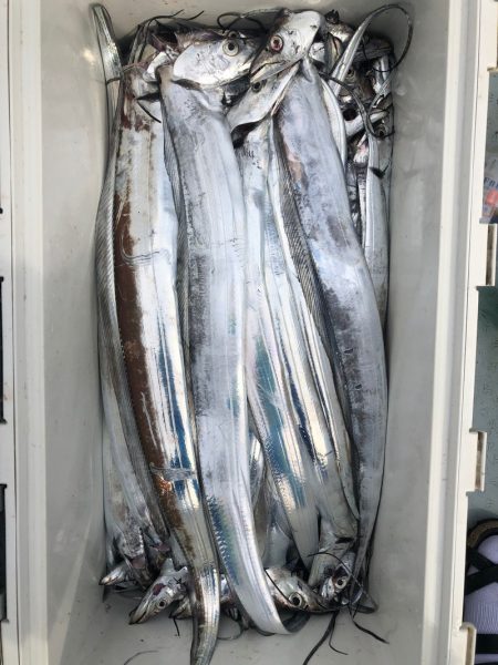 フィッシング キッタカ 釣果