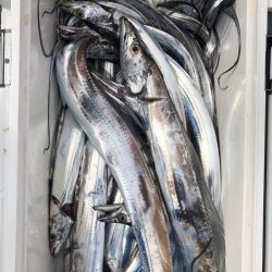 フィッシング キッタカ 釣果