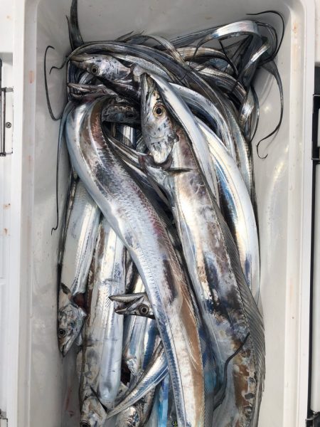 フィッシング キッタカ 釣果