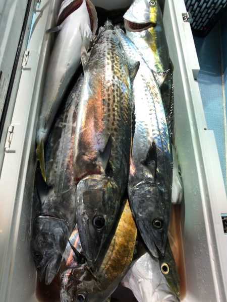 第二八坂丸 釣果