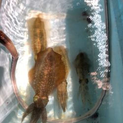 第二八坂丸 釣果