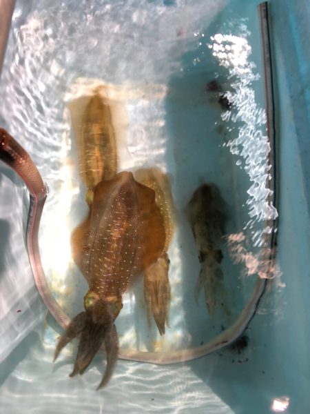 第二八坂丸 釣果