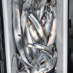 フィッシング キッタカ 釣果