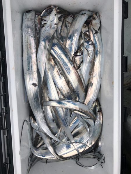 フィッシング キッタカ 釣果