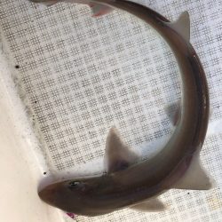 「LaGooN」蒼陽丸 日和号　 釣果