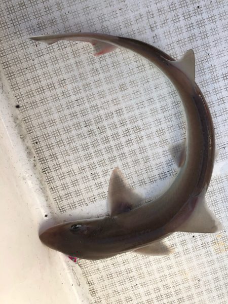 「LaGooN」蒼陽丸 日和号　 釣果