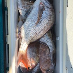 フィッシング キッタカ 釣果