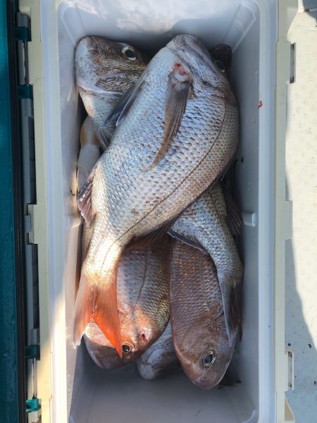 フィッシング キッタカ 釣果