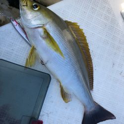 「LaGooN」蒼陽丸 日和号　 釣果