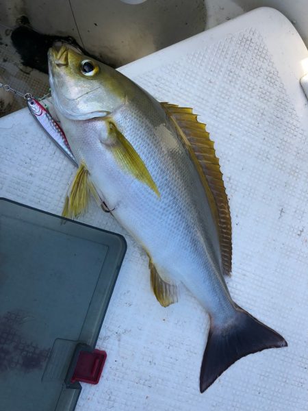 「LaGooN」蒼陽丸 日和号　 釣果