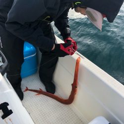 「LaGooN」蒼陽丸 日和号　 釣果