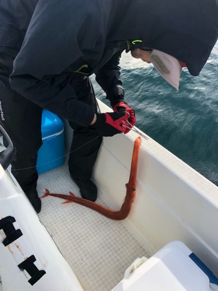 「LaGooN」蒼陽丸 日和号　 釣果