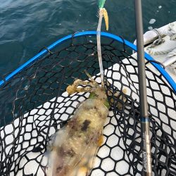 「LaGooN」蒼陽丸 日和号　 釣果