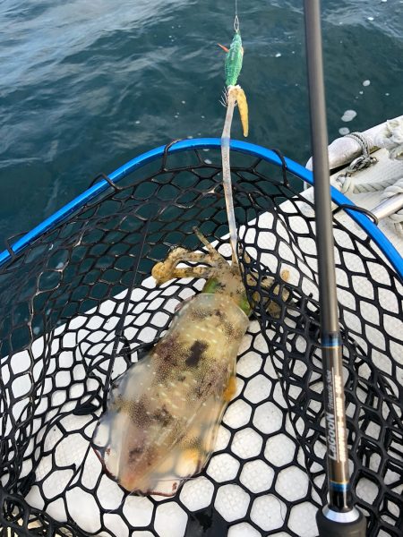 「LaGooN」蒼陽丸 日和号　 釣果