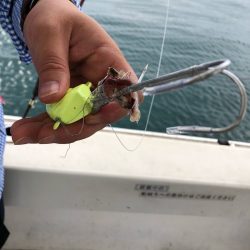 末広丸(熊本) 釣果