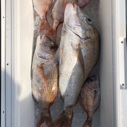 フィッシング キッタカ 釣果