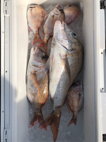 フィッシング キッタカ 釣果