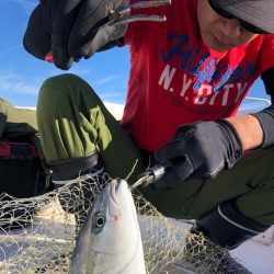 「LaGooN」蒼陽丸 日和号 釣果