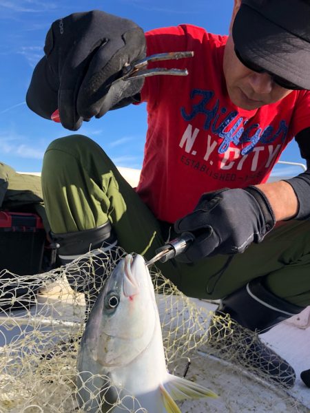 「LaGooN」蒼陽丸 日和号 釣果