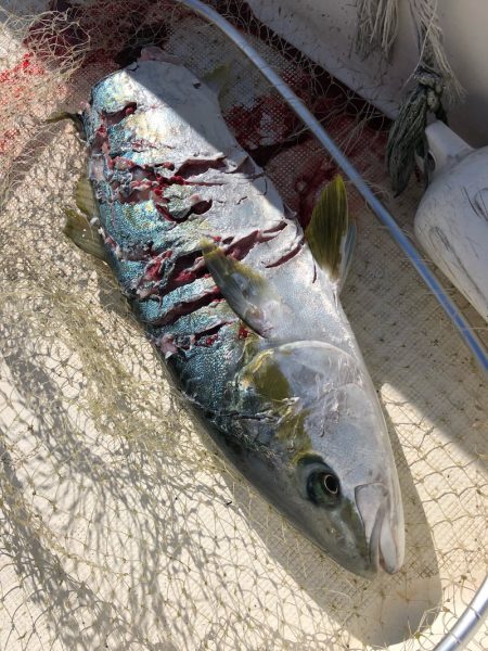 「LaGooN」蒼陽丸 日和号 釣果