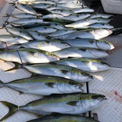 ビッグファイター 釣果