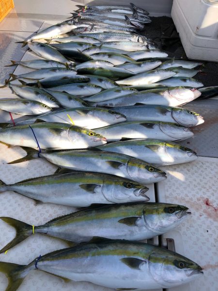 ビッグファイター 釣果