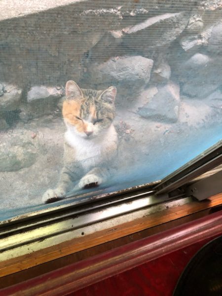 末広丸(熊本) 釣果