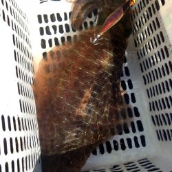 渡船屋たにぐち 釣果