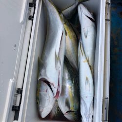 ヤザワ渡船 釣果