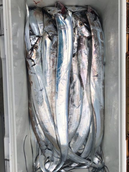 フィッシング キッタカ 釣果