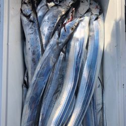 フィッシング キッタカ 釣果