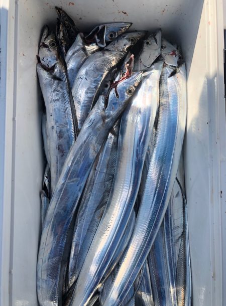 フィッシング キッタカ 釣果