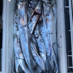 フィッシング　キッタカ 釣果