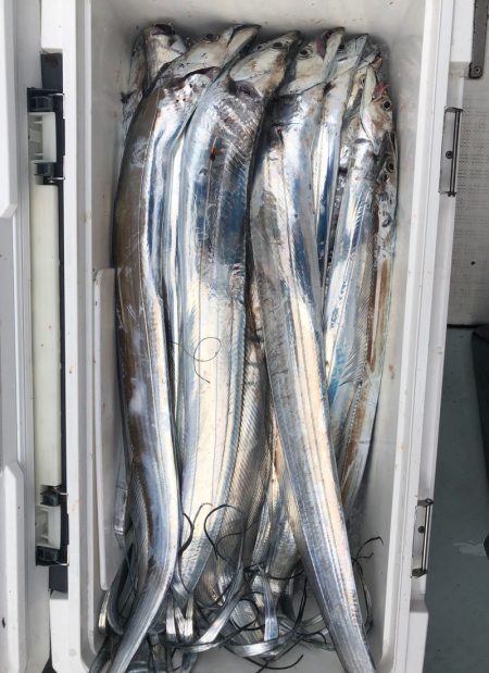 フィッシング キッタカ 釣果