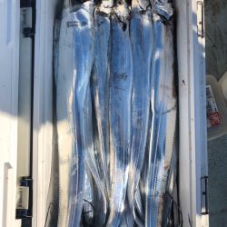 フィッシング キッタカ 釣果