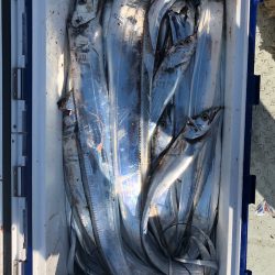 フィッシング　キッタカ 釣果