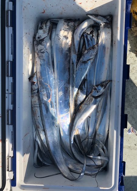 フィッシング　キッタカ 釣果