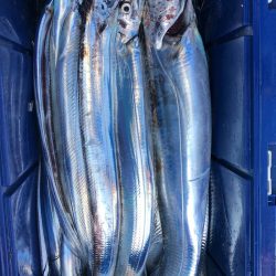 フィッシング　キッタカ 釣果