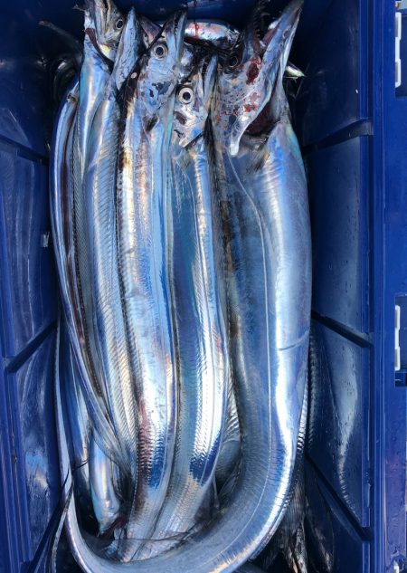 フィッシング　キッタカ 釣果