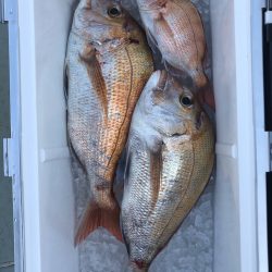 フィッシング キッタカ 釣果