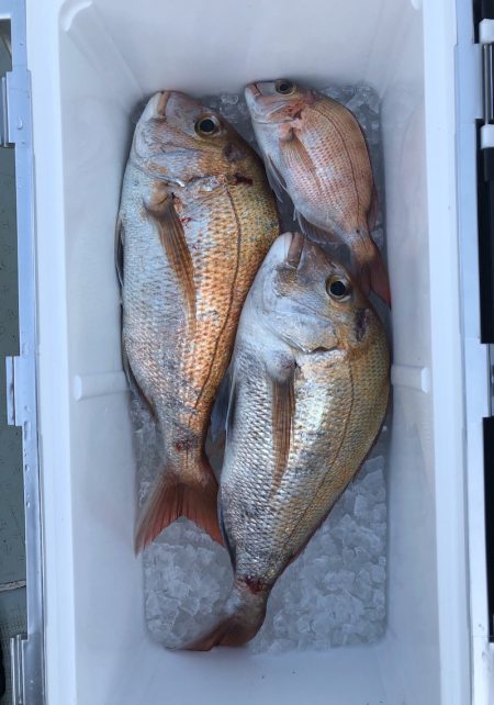 フィッシング キッタカ 釣果